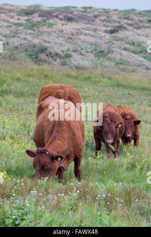 Red Devon Cattle; Cornwall; UK Stock Photo - Alamy