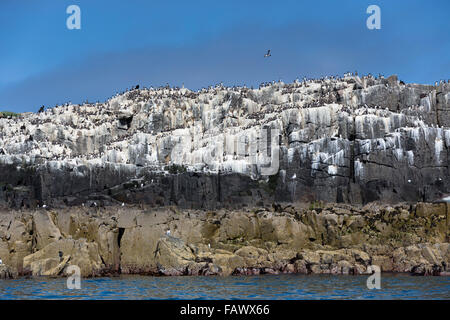 Seabird Colony; Inner Farne UK Stock Photo