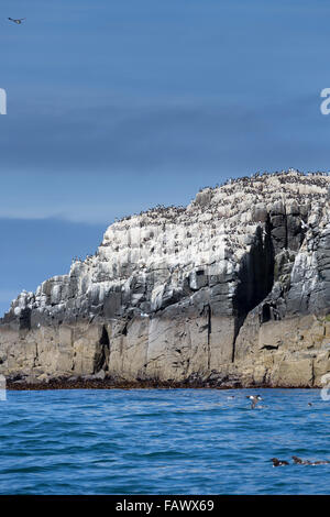Seabird colony; Inner Farne UK Stock Photo