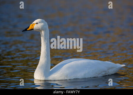 Whooper Swan; Cygnus cygnus Single on Water; Cornwall; UK Stock Photo