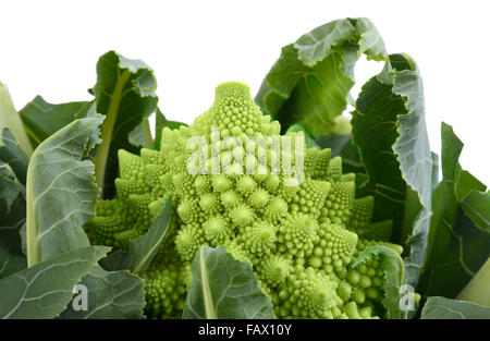 Roman cauliflower isolated on white background Stock Photo