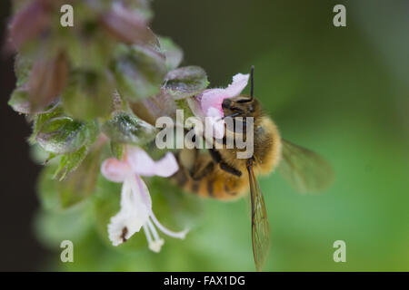 A bee, on its daily commute from flower to flower Stock Photo