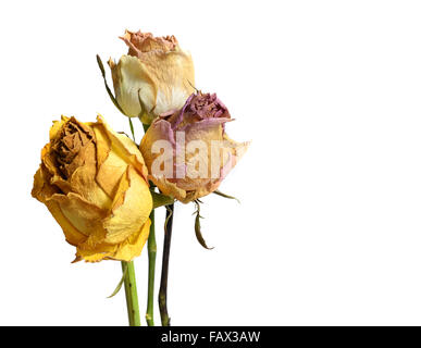 Three Faded Withered Roses Flower Isolated on White Background Stock Photo
