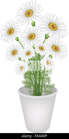 A Symbol of Love, Bright and Beautiful Chamomile Flower or White Daisy in Flowerpot for Garden Decoration Isolated on White Back Stock Vector