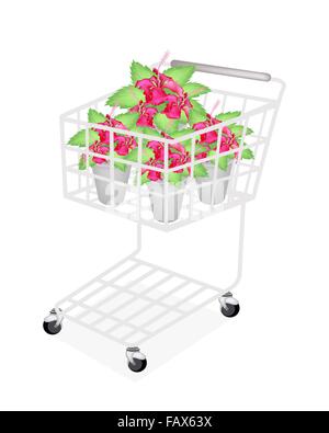 Beautiful Flower, A Shopping Cart Full with Fresh Red Hibiscus Flowers or Bunga Raya on Green Leaves in Flowerpot for Garden Stock Photo