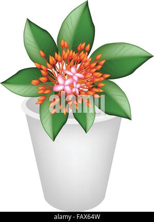 Beautiful Flower, An Illustration Group of Red Ixora Flowers on Green Leaves in A Flowerpot for Garden Decoration Stock Vector