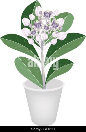 Beautiful Flower, Group of Fresh Calotropis Gigantea Flower or Crown Flower on Green Leaves in Flowerpot for Garden Decoration I Stock Vector