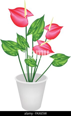 Beautiful Flower, An Illustration Heart Shaped Spathe of Blooming Red Anthurium Flowers or Flamingo Flower in Flowerpot for Gard Stock Vector