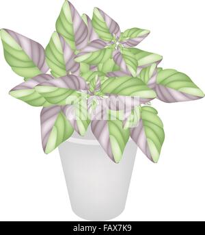 Ecological Concept, An Illustration Collection of Various Style of Green Leaves of Argyroneura Plant in Flowerpot Isolated on Wh Stock Vector