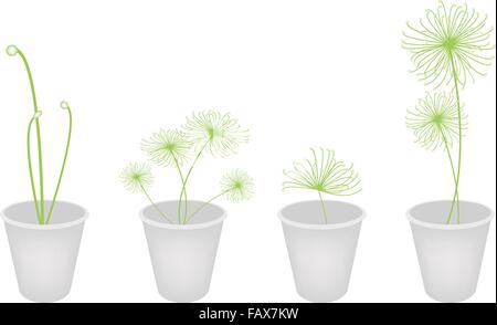 Ecological Concept, An Illustration Collection of Cyperus Papyrus or Cyperaceae Plant in Flowerpot Isolated on White Background Stock Vector