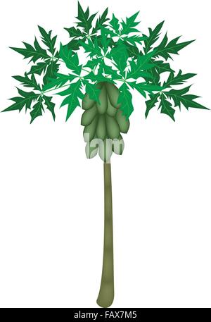 Fresh Fruits, An Illustration Collection of A Fresh Ripe and Unripe Papayas, Slices Papaya, Papaya Chunks and Papaya Tree Stock Vector