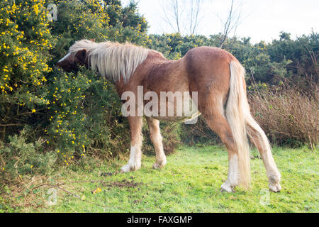 Pony foal with a blond mane feeding on a gorse bush in New Forest National Park, Hampshire, UK. Stock Photo