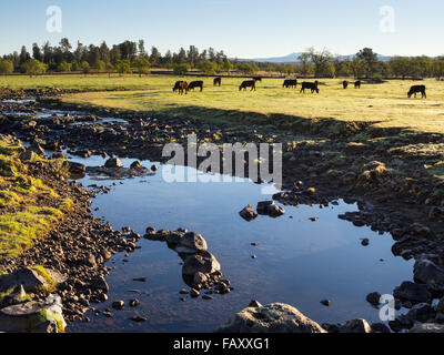 Free range horses graze along drought level creek, Northern California, USA. Stock Photo