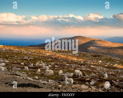 COLORADO, USA - SEPTEMBER 10, 2015: Mountain goats & storm clouds, Mt. Evans Scenic Byway, Rocky Mountains, Colorado Stock Photo