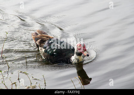 Muscovy duck Cairina moschata close-up swimming Stock Photo