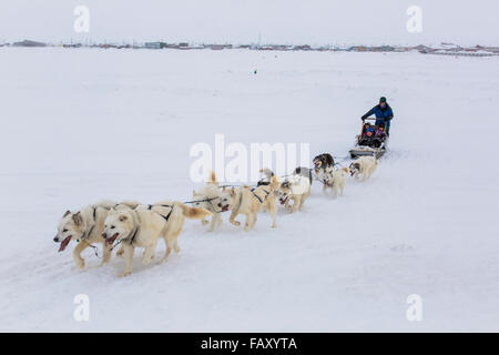 Elementary school children ride a sled pulled by sled dogs around the lagoon, Barrow, North Slope, Arctic Alaska, USA, Winter