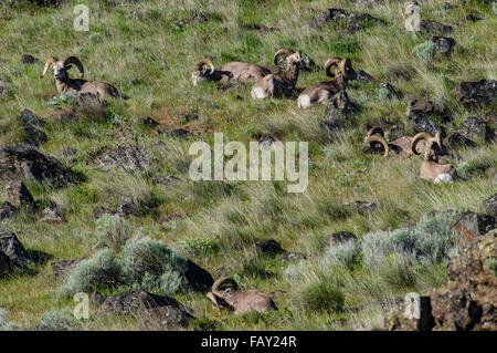 Herd of Bighorn Sheep, Ovis canadensis, resting in rocky grazing area in the wildlands, Oregon, USA Stock Photo
