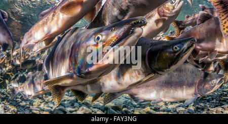 Pink Salmon (Oncorhynchus gorbuscha) summer spawning migration in a tributary of Prince William Sound, Alaska. Stock Photo