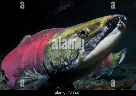 Male Sockeye Salmon (Oncorhynchus nerka) threatens another male by raising his jaws and tilting his head, Southcentral Alaska, Summer Stock Photo