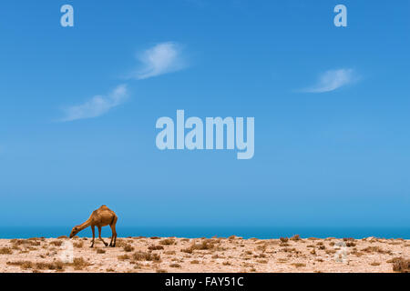 A dromedary at the Atlantic coast with view of the ocean against cloudy blue sky. Stock Photo