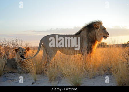 Big male African lions (Panthera leo) in early morning light, Kalahari desert, South Africa Stock Photo