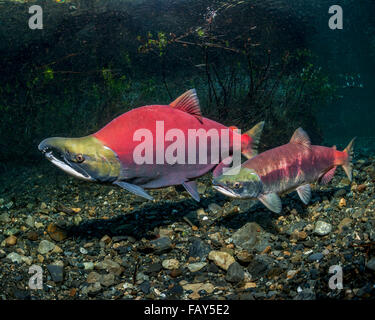Sockeye Salmon (Oncorhynchus nerka) spawning pair positioned over a redd that is under construction in an Alaskan stream during early summer. Stock Photo