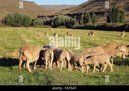 Merino sheep grazing on lush green pasture in late afternoon light, Karoo region, South Africa Stock Photo