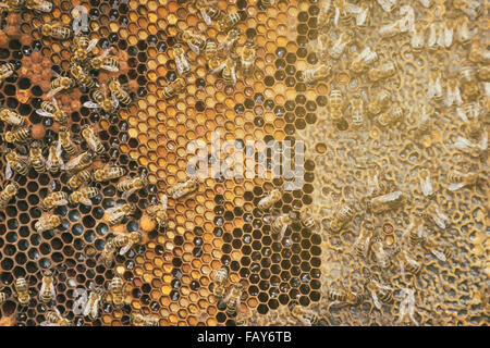 Bees collect honey over honeycomb on a background of wax Stock Photo