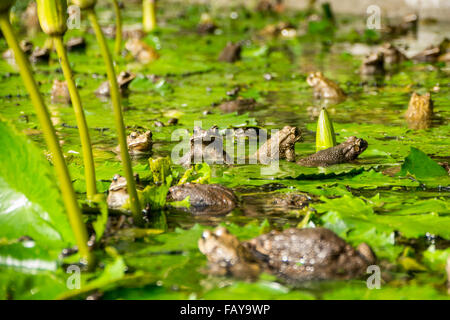 Indonesia, Tejakula, Bali, mating frogs between Lotus flowers leaves. Stock Photo