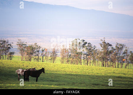Big Island, Hawaii, Parker Ranch, horses in pasture Stock Photo