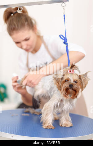Yorkshire terrier is being groomed. Stock Photo