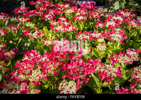 Close up of hydrangea macrophylla Lady in Red Stock Photo
