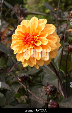 Dahlia David Howard in flower Stock Photo