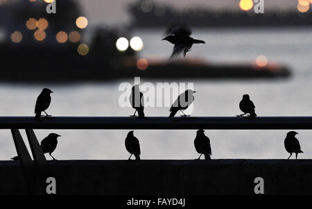 Singapore. 6th Jan, 2016. Photo taken on Jan. 6, 2016 shows mynahs gathering on a railing at dawn at the Marina Barrage in Singapore. Credit:  Then Chih Wey/Xinhua/Alamy Live News Stock Photo
