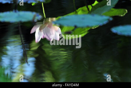 Singapore. 6th Jan, 2016. Photo taken on Jan. 6, 2016 shows the reflection of a blooming lotus flower at the Marina Bay Reservoir in Singapore. Credit:  Then Chih Wey/Xinhua/Alamy Live News Stock Photo
