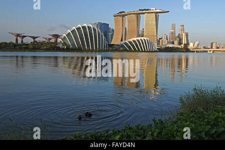 Singapore. 6th Jan, 2016. Photo taken on Jan. 6, 2016 shows smooth-coated otters hunting for food at the Marina Bay Reservoir in Singapore. Credit:  Then Chih Wey/Xinhua/Alamy Live News Stock Photo