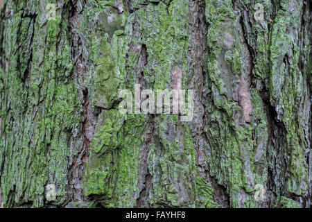 Old pine tree bark covered with green algae Stock Photo