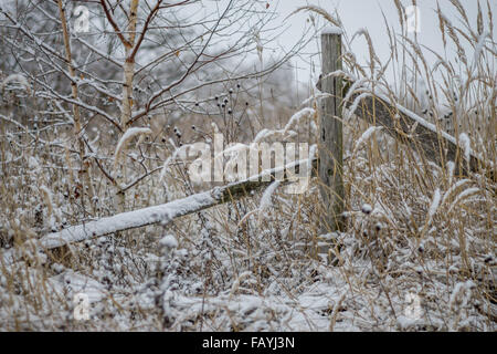Ruined wooden fence covered with sun Stock Photo - Alamy