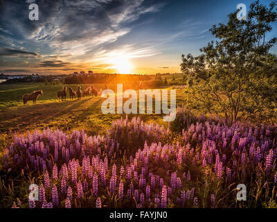 Midnight sun, lupines wildflowers and horses, Reykjavik, Iceland. Image shot with a drone. Stock Photo