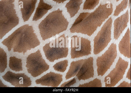 Close up detail of Nubian giraffe skin Stock Photo