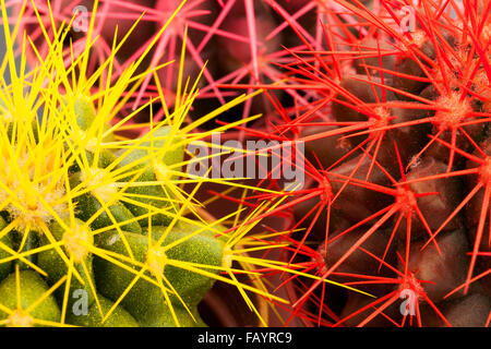 cactus macro closeup Stock Photo