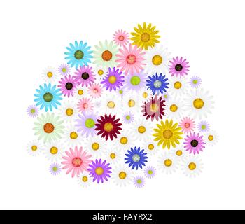Symbol of Love, Bright and Beautiful Assorted Osteospermum Daisy Flowers or Cape Daisy Blossoms Isolated on White Background. Stock Photo