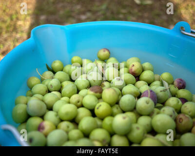 Bucket full of picked green olives close up Stock Photo