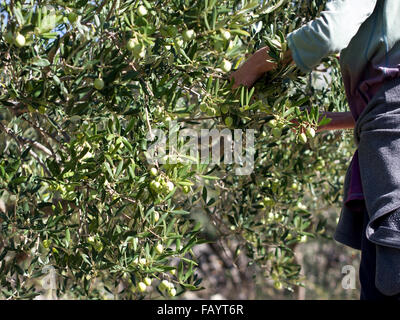 Woman picking olives from olive tree on sunny day Stock Photo