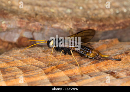 Giant Woodwasp, Banded Horntail, Greater Horntail, female, Riesen-Holzwespe, Riesenholzwespe, Holzwespe, Weib, Urocerus gigas Stock Photo