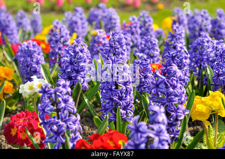 Spring bedding plants of polyanthus and blue hyacinths. Stock Photo