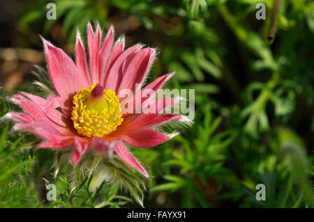 Unusual variety of coral pink Pulsatilla with pointed petals. A beautiful spring flower. Stock Photo