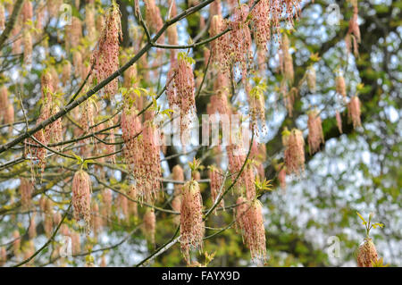 Acer Negundo in flower in spring. Hanging tassles of pink red beneath the new emerging leaves. Stock Photo