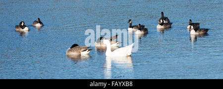 One white domestic goose on a lake amongst a flock of Canada Geese Stock Photo