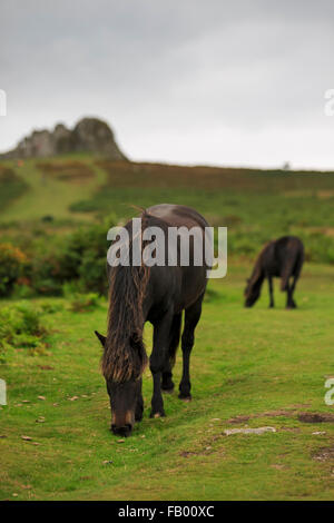 Wild Dartmoor ponies graze below Haytor, one of the most popular of the exposed granite tors on Dartmoor, Devon Stock Photo